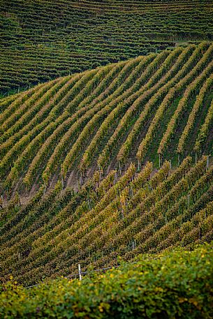 Langhe Landscape