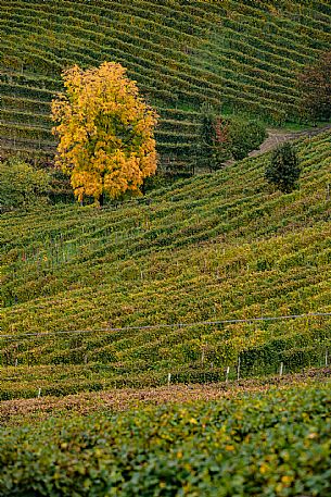 Langhe Landscape