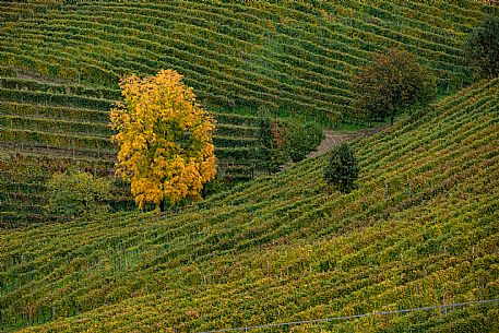 Langhe Landscape