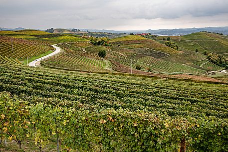 Langhe Landscape