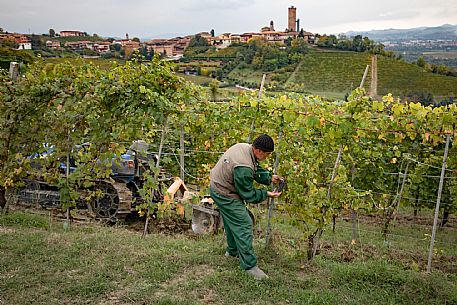 Harvest in Langhe Region