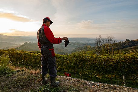 Langhe Landscape with person