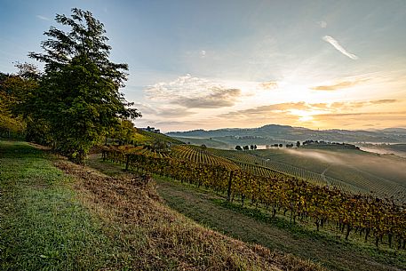 Langhe Landscape 