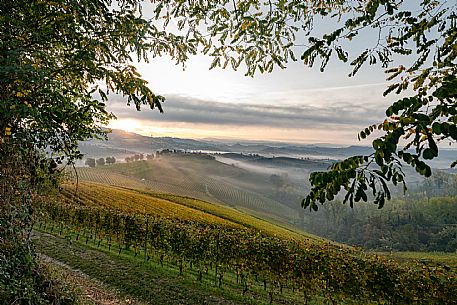 Langhe Landscape 