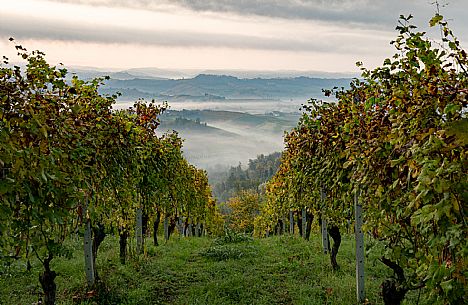 Langhe Landscape 