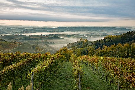 Langhe Landscape 