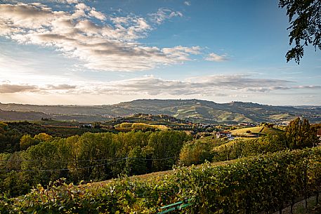 Langhe Landscape