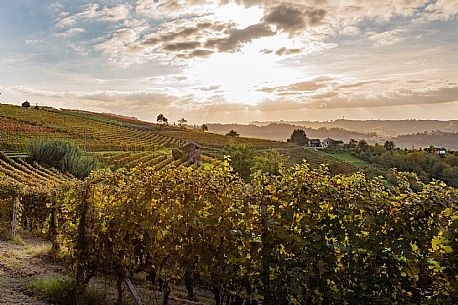 Langhe Landscape 