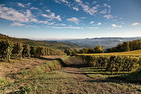 Langhe Landscape 