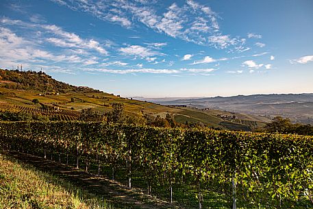 Langhe Landscape 