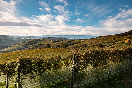 Langhe Landscape