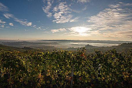 Langhe Landscape