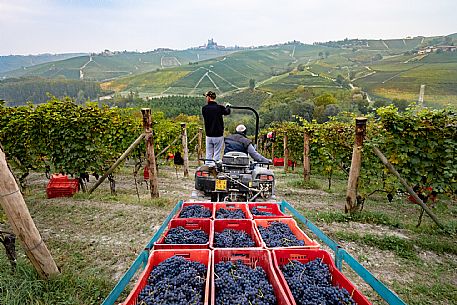 Harvest in Langhe Region