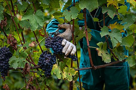 Harvest in Langhe Region