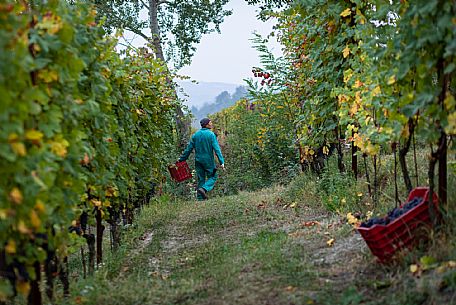 Harvest in Langhe Region