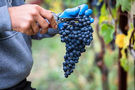 Harvest in Langhe Region