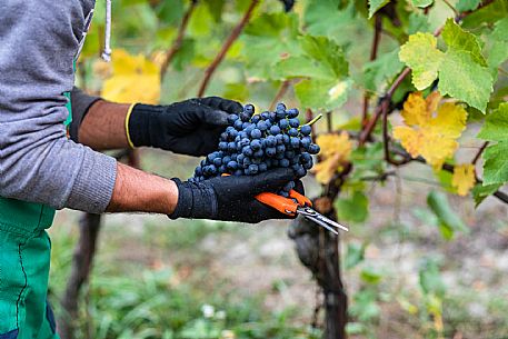 Harvest in Langhe Region