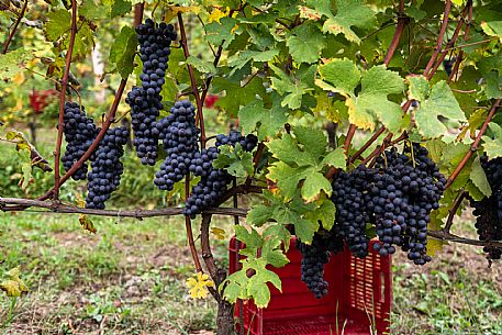 Harvest in Langhe Region