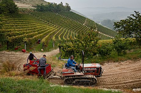 Harvest in Langhe Region