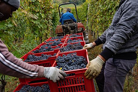 Harvest in Langhe Region