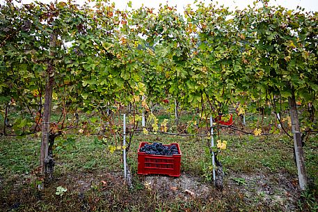 Harvest in Langhe Region