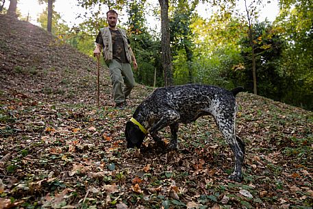 Alba WhiteTruflle Hunting