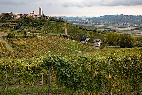 Barbaresco Landscape