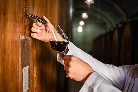 Oenologist in Wine Cellar