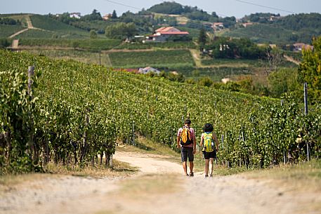 Trekking in the vineyards in Langhe Monferrato Roero