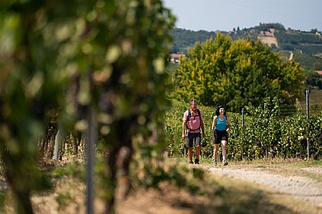 Trekking in the vineyards in Langhe Monferrato Roero