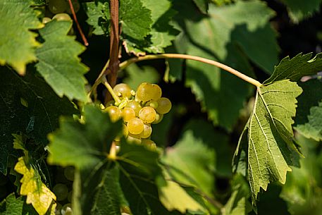 bunch of grapes