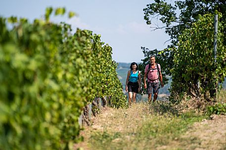 Trekking in the vineyards in Langhe Monferrato Roero