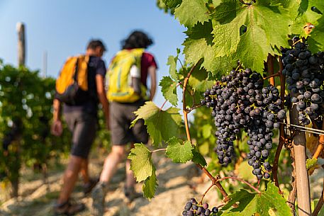 Trekking in Langhe Monferrato Roero