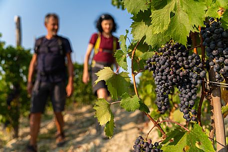 Trekking in Langhe Monferrato Roero