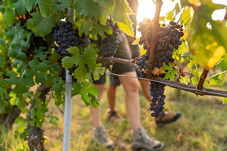 Trekking in the vineyards in Langhe Monferrato Roero