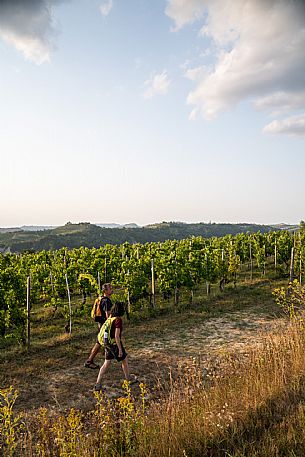 Trekking in the vineyards in Langhe Monferrato Roero