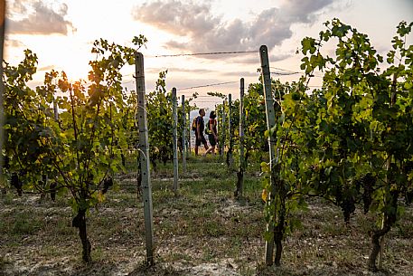 Trekking in the vineyards in Langhe Monferrato Roero