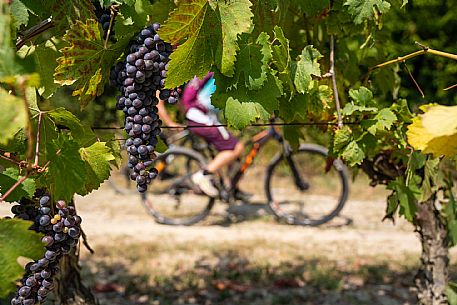 mountain bike tour in Langhe and Monferrato