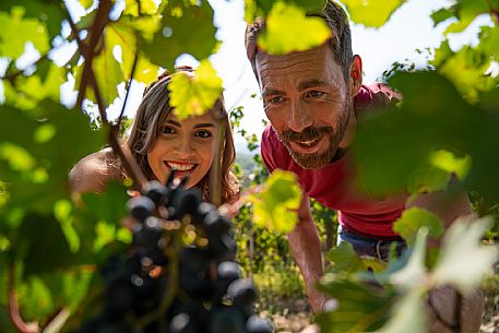 vendemmia turistica in Langhe Monferrato Roero