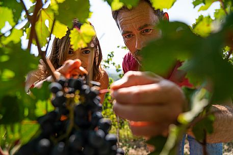 vendemmia turistica in Langhe Monferrato Roero