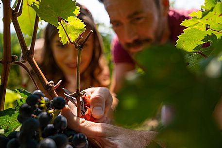 vendemmia turistica in Langhe Monferrato Roero