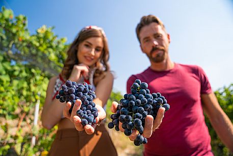 vendemmia turistica in Langhe Monferrato Roero