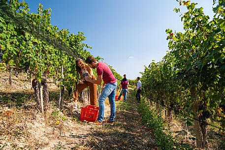 vendemmia turistica in Langhe Monferrato Roero