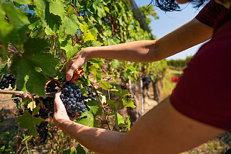 vendemmia turistica in Langhe Monferrato Roero