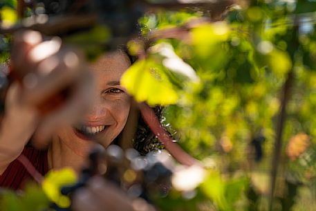 vendemmia turistica in Langhe Monferrato Roero