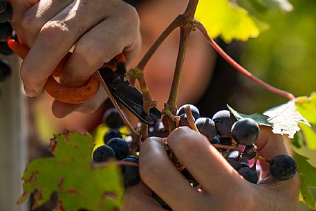 vendemmia turistica in Langhe Monferrato Roero