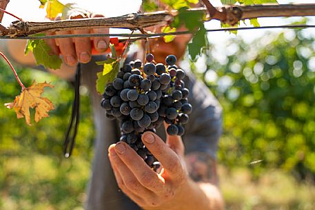 vendemmia turistica in Langhe Monferrato Roero