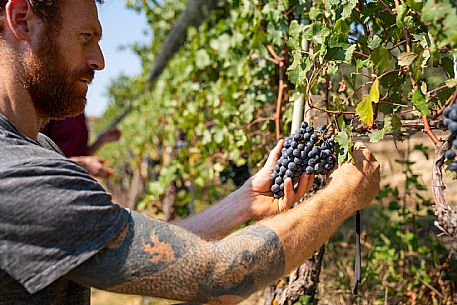 vendemmia turistica in Langhe Monferrato Roero