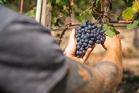 vendemmia turistica in Langhe Monferrato Roero