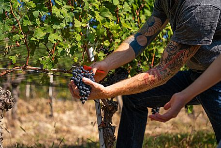 vendemmia turistica in Langhe Monferrato Roero